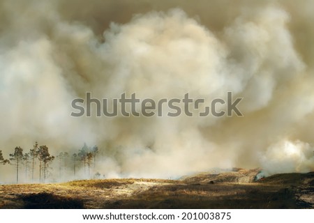 Smoke from a fire in the forest.