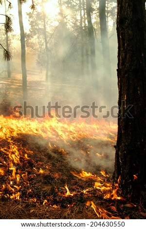Fire - burning needles and grass around a large tree.
