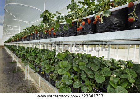 Shelves with bushes and strawberries in the greenhouse