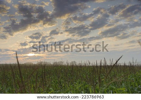 Green corn field on a background of the morning dawn.