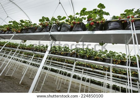 Growing strawberry bushes in greenhouse farming