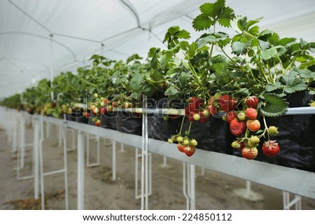 Rows of strawberry bushes with berries in the greenhouse farming