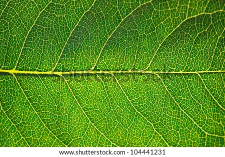 Green leaf texture in sunshine, macro