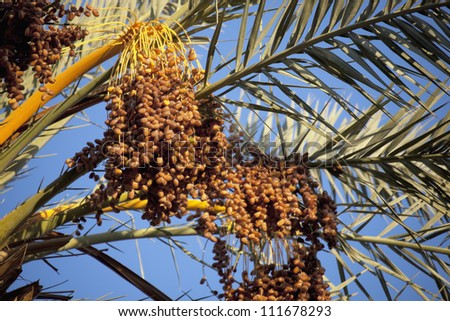 Palm branches with ripe dates, from a date palm (Phoenix dactylifera), Sahara desert, Morocco.