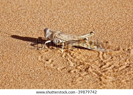 side profile of a grasshopper in desert sand