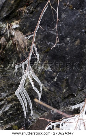 Ice on branches making funny sculptures, photo from North of Sweden.