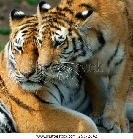 A mother tiger and her cub.