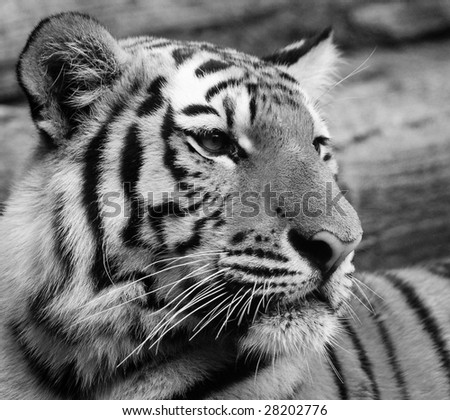 Amur Tiger in Black and White