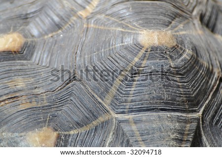 Turtle Shell with shallow depth of field