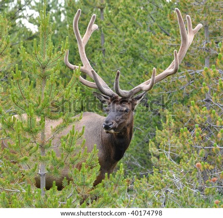 Bull Elk in velvet