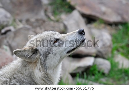 wolf smelling