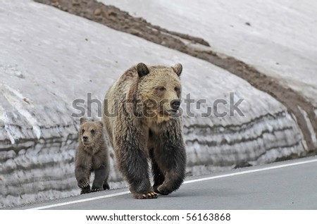 Mother Grizzly With Her Cub Crossing The Road