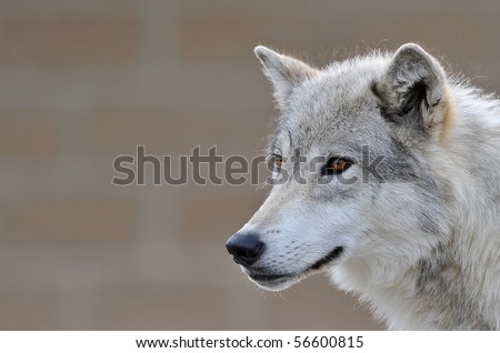 Portrait of a wolf on a brick background