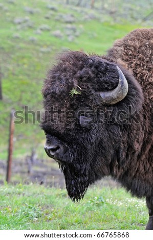 Bad Hair Day Bison