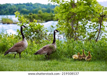 Happy duck family  with three baby bird with Niagara falls behind