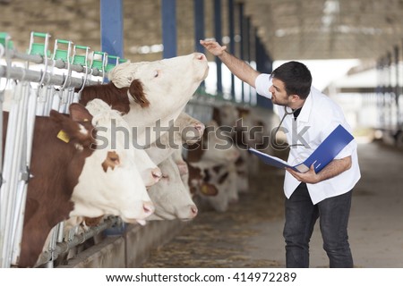 Cow Veterinary