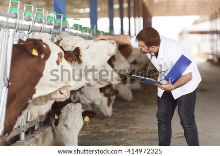 Cow Veterinary