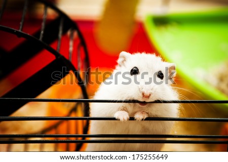 White Dwarf Hamster Biting Cage