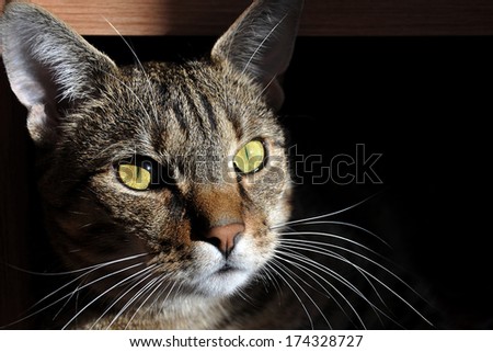 Portrait of a cat in the house on a dark background