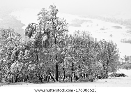 Winter in the mountain forest in black and white