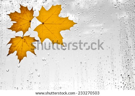 Colorful wet autumn leaves stuck to the drops of rain soaked window on a cloudy day