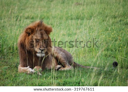 Sad Ugandan lion deep in thoughts