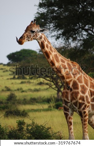 Giraff licking air with long tongue