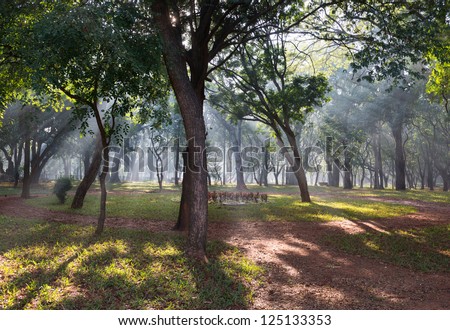 An urban forest in the morning