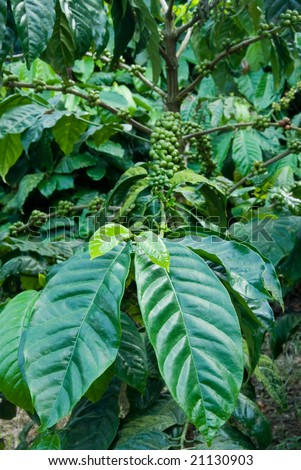 Coffee Plantation: South