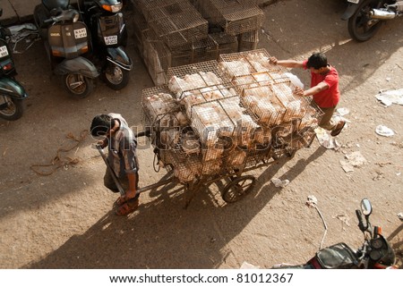 BANGALORE, INDIA - AUGUST 15:  Two unidentified men transport poultry in a market on August 15, 2010 in Bangalore, India. India is largely unaffected by avian flu.