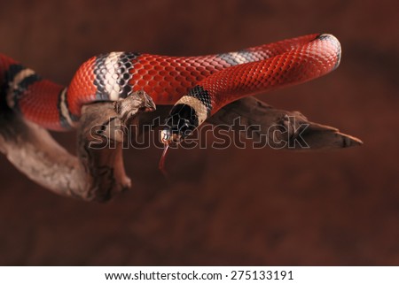 Milk snake and its tongue