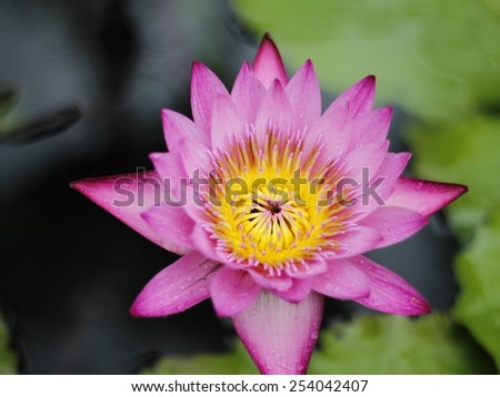 Purple Lotus in Thailand
