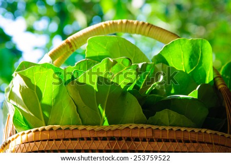 a plant or part of a plant used as food, typically as accompaniment to meat or fish, such as a cabbage, potato, carrot, or bean.