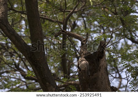 Spotted owlet wake up in it\'s home