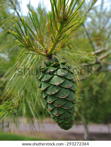 The Cone of the Pinus (Pinaceae) Tree in the Arboretum, at Rosemoor, Devon, England, UK