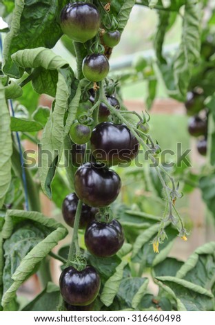 The Black Tomato, Indigo Rose, Ripening on a Vine in a Greenhouse in Devon, England, UK
