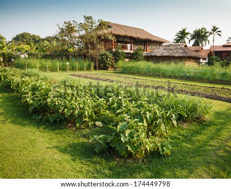 vegetable garden with eggplants, lemon-grasses and asparaguses