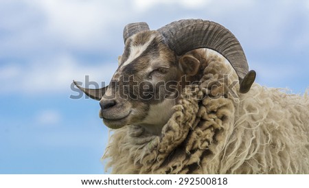 Side portrait Ram, sheep