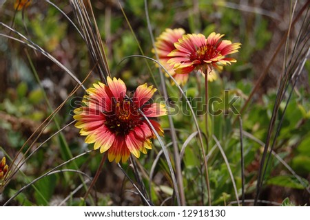 Gaillardia Pulchella - Indian Blanket Flower