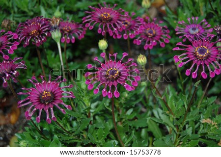Exotic purple passion flowers
