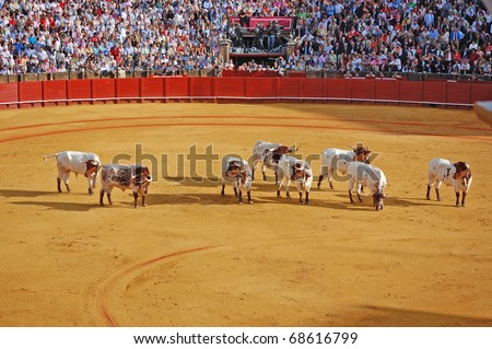 SEVILLE - APRIL 30:  The cows come into the ring to help remove a pardoned bull during a bullfight for a sold out crowd at the Plaza de Toros de Sevilla April 30, 2009 in Seville, Spain.