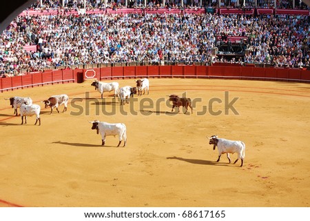 SEVILLE - APRIL 30:  The cows herd a bull out of the ring during a bullfight for a sold out crowd at the Plaza de Toros de Sevilla April 30, 2009 in Seville, Spain.