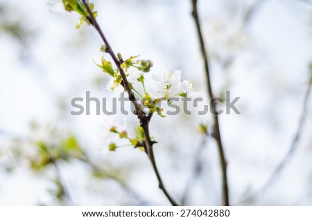 Spring cherry blossoming. White spring flowers with bee on a tree against blured bokeh background.