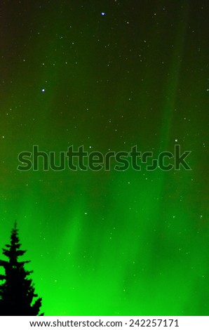 A green Aurora outlines a tree with a star field in the background.