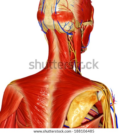 Human Anatomy Human Anatomy