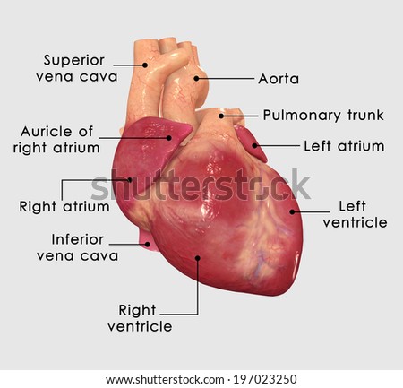 Human Heart Labelled Human Heart Labelled