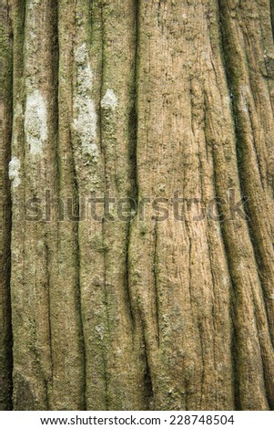 this is wood background with old moss.old wood texture.old wood wallpaper.