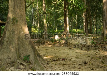stone chair and table in forest (background)