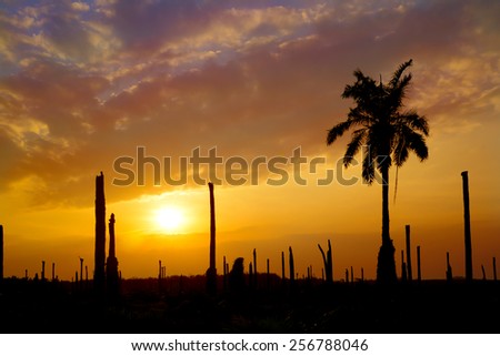 silhouette Palm garden with sunset background