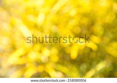 yellow bokeh background (yellow texture)